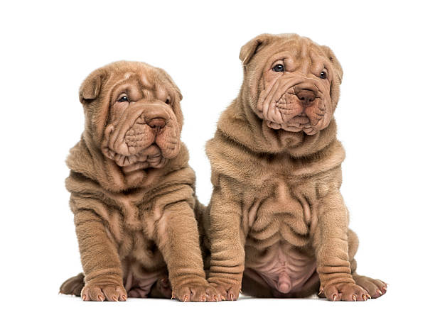 istock Two Shar Pei puppies sitting together, isolated on white 480739701