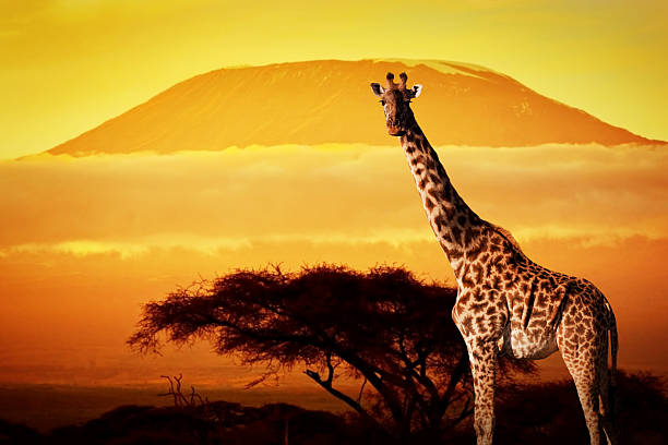 istock Giraffe on savanna. Mount Kilimanjaro at sunset in the background 480739705