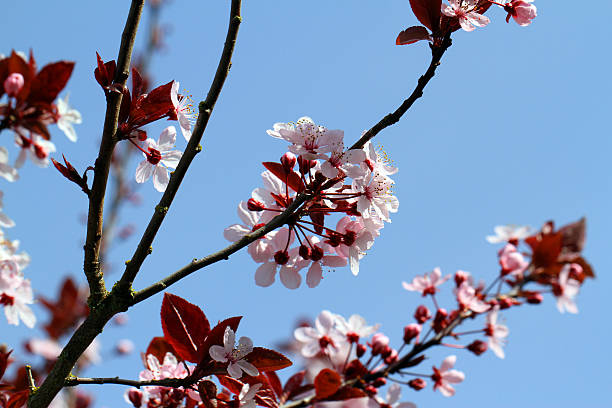 istock Spray of Pink 480739711