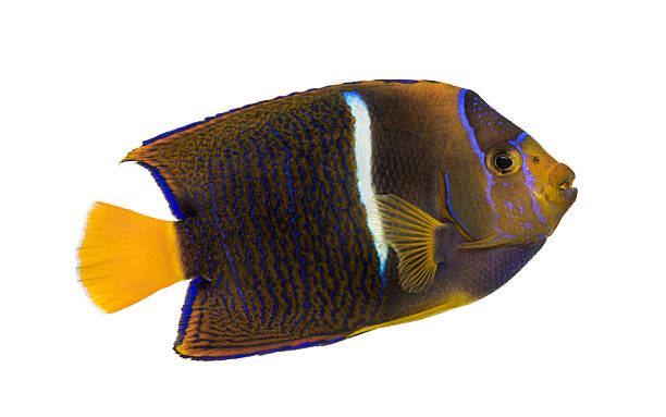 istock Side view of a Passer Angelfish 480739771