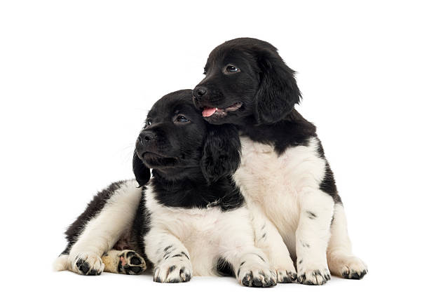 istock Two Stabyhoun puppies cuddling together, isolated on white 480739777