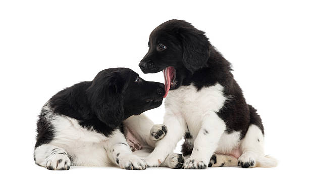 istock Two Stabyhoun puppies cuddling together, isolated on white 480739793