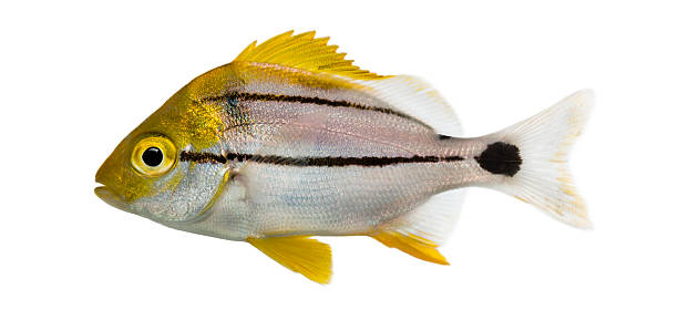 istock Side view of a Porkfish, Anisotremus virginicus 480739805
