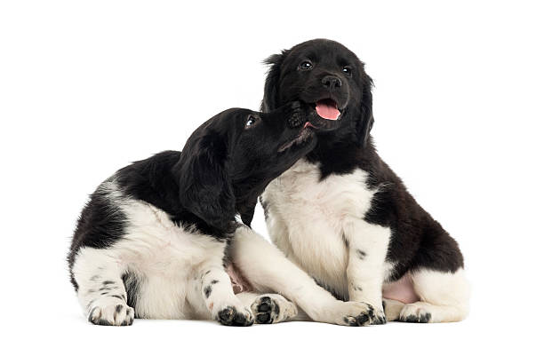 istock Two Stabyhoun puppies cuddling together, isolated on white 480739859