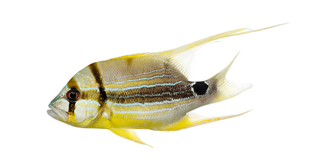 istock Side view of a Sailfin Snapper, Symphorichthys spilurus 480739863