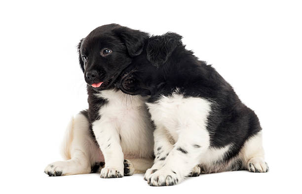 istock Two Stabyhoun puppies cuddling together, isolated on white 480740073