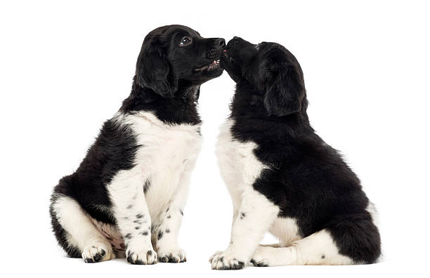 istock Two Stabyhoun puppies cuddling together, isolated on white 480740117