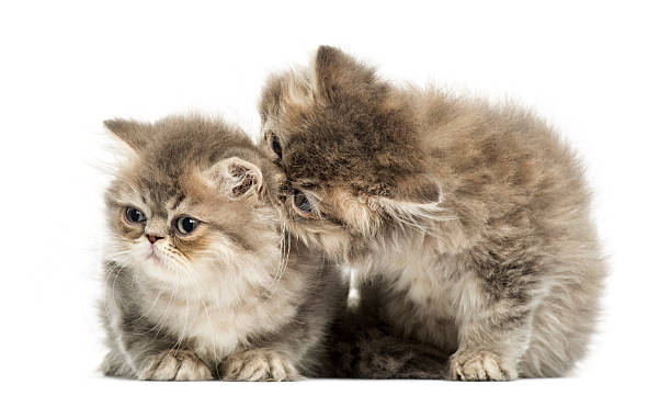 istock Persian kittens cuddling, 10 weeks old, isolated on white 480740255