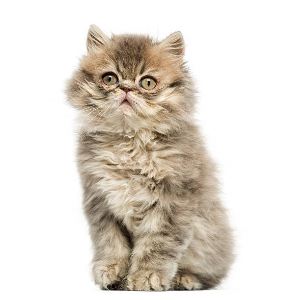 istock Persian kitten sitting, looking up, 10 weeks old 480740277