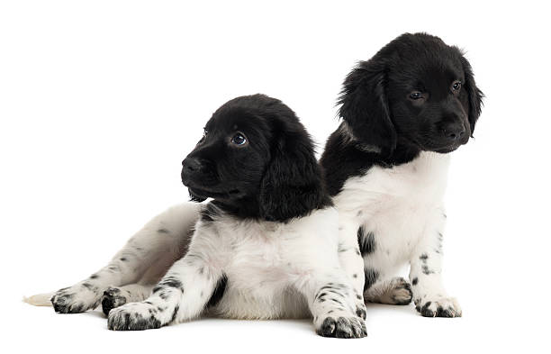 istock Two Stabyhoun puppies, isolated on white 480740281