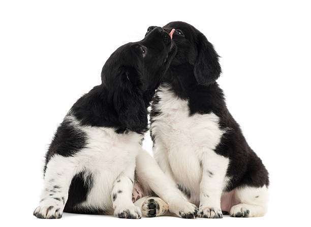 istock Two Stabyhoun puppies cuddling together, isolated on white 480740417