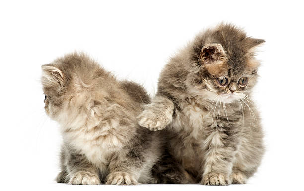 istock Persian kittens interacting, 10 weeks old, isolated on white 480740471