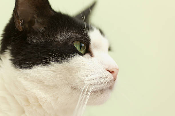 beautiful black and white cat on a light background