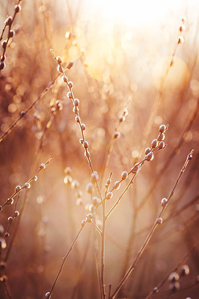 istock Close up of catkins in sunny day 480742027