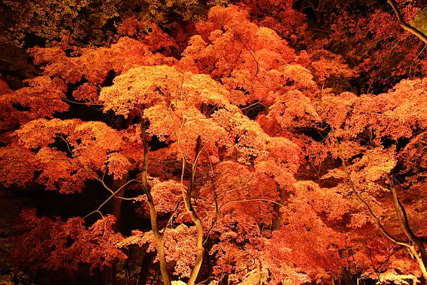 Lighting of a maple will be photoed in Chichibu-shi, Saitama Nagatoro in Japan, and the stone maple park of the moon in November, 2013.