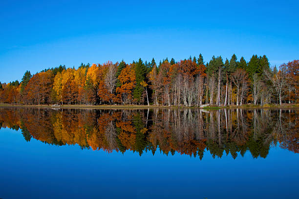 Reflecting Autumn trees in front of lake stock photo