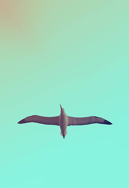 istock background image of flying albatross 480742762