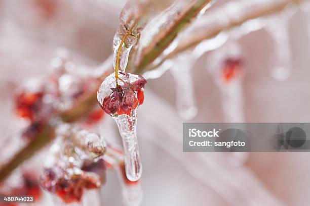 Closeup Of Berry Fruit Covered With Frozen Ice In Winter Stock Photo - Download Image Now