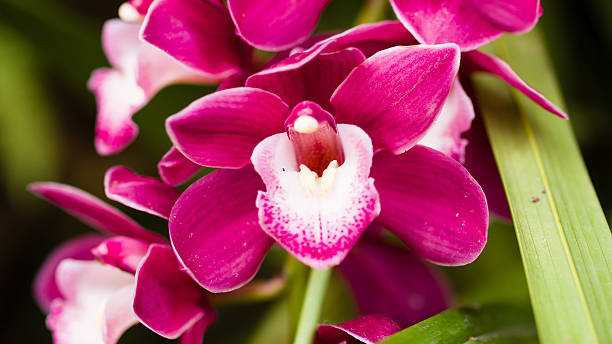 istock Beautiful orchid - phalaenopsis 480746553