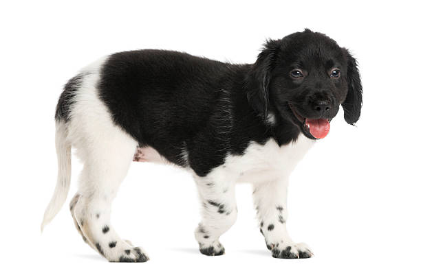 istock Side view of a Stabyhoun puppy walking, panting 480746703