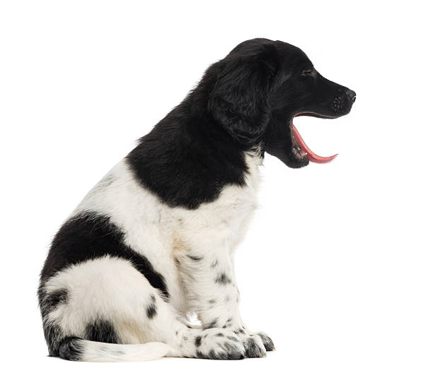 istock Side view of a Stabyhoun puppy sitting, yawning 480746721
