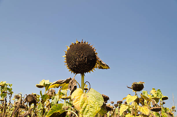 istock Sunflowers on the blue sky 480746726