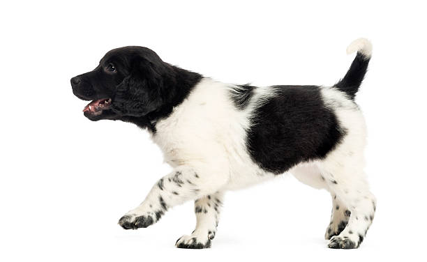 istock Side view of a Stabyhoun puppy walking happily 480746747