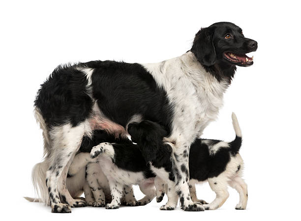 istock Stabyhoun Mom breastfeeding her puppies, isolated on white 480746749