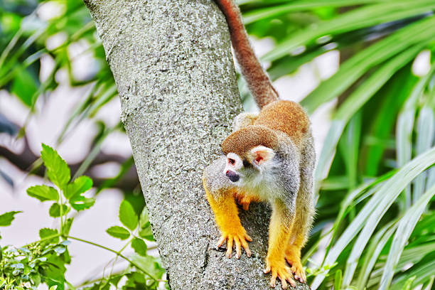 Common Squirred Monkey. Common Squirred Monkey in its natural habitat in the wild. little monkeys playing on roof stock pictures, royalty-free photos & images