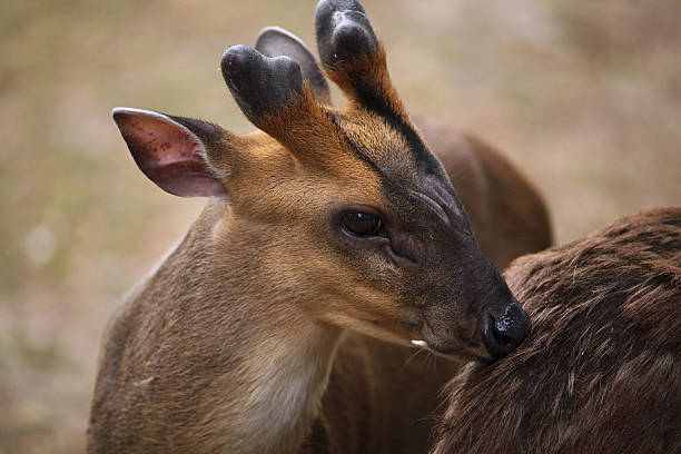 istock Chinese muntjac (Muntiacus reevesi), also known as the Reeves's 480746968