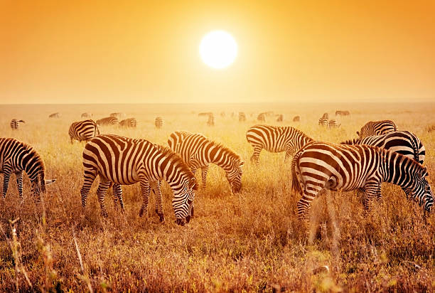 istock Zebras herd on African savanna at sunset. 480747213