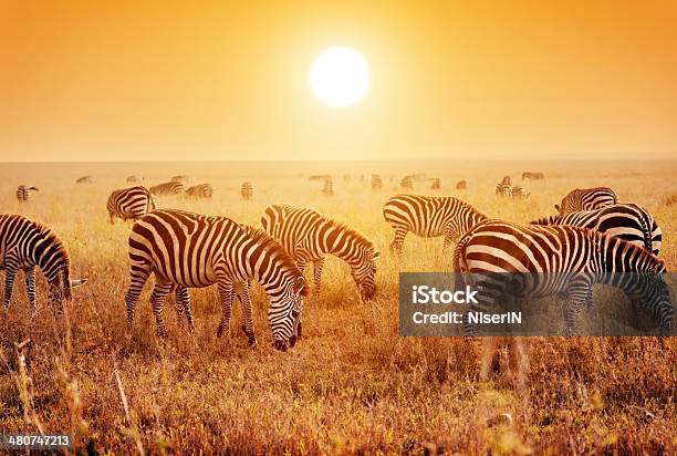 Zebras Herd On African Savanna At Sunset Stock Photo - Download Image Now - Savannah, Africa, Animal