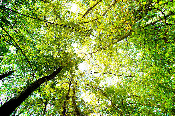 istock Sunlight goes through autumn green and yellow leaves 480747512