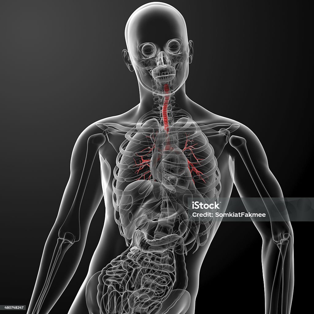 3 d render pulmões com visível Brônquio - Foto de stock de Anatomia royalty-free