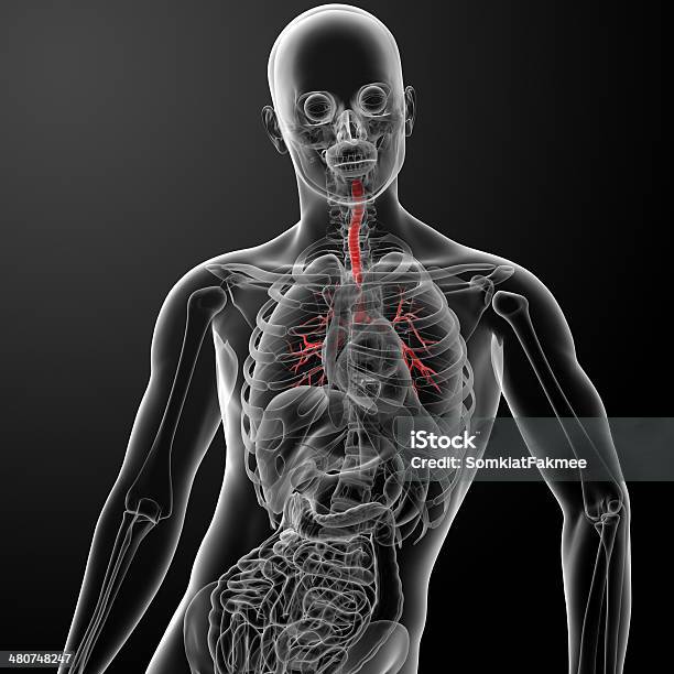 Foto de 3 D Render Pulmões Com Visível Brônquio e mais fotos de stock de Anatomia - Anatomia, Azul, Biologia