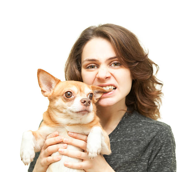 belle jeune femme avec chien chihuahua isolé - chihuahua stroking pets human hand photos et images de collection