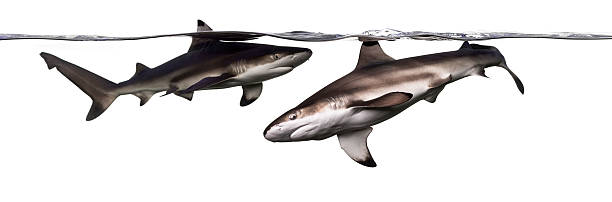 istock Two Blacktip reef sharks swimming at the surface 480748887