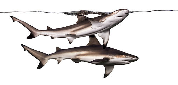 istock Two Blacktip reef sharks swimming at the surface 480749009
