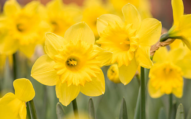 Spring flowers series, yellow daffodils in the field stock photo