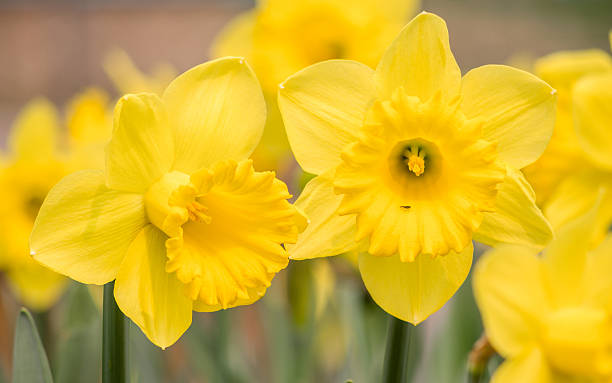 istock Spring flowers series, yellow daffodils in the field 480749151