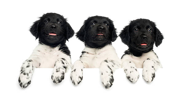 istock Three Stabyhoun puppies leaning on a white board, panting 480749221