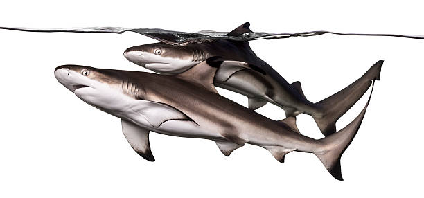istock Two Blacktip reef sharks swimming at the surface, Carcharhinus m 480749535