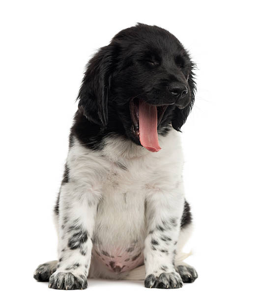 istock Stabyhoun puppy sitting, yawning, isolated on white 480749695