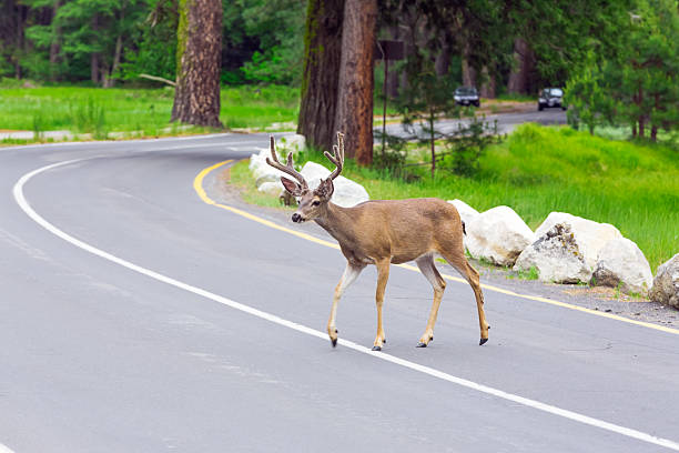 istock Deer on the street 480750158