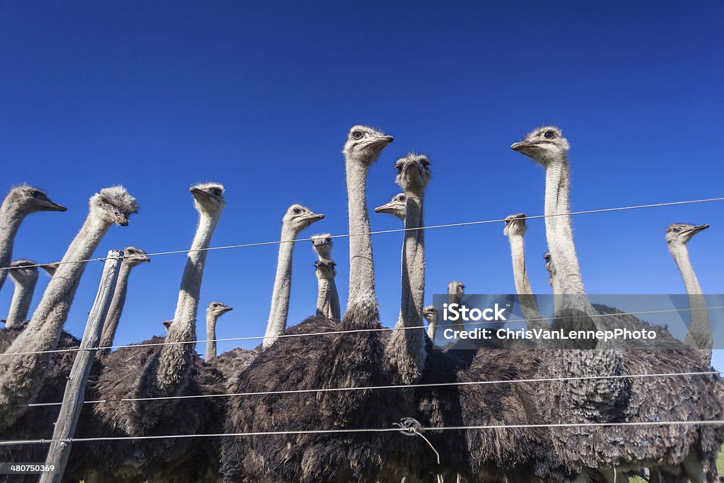 Ostriches Fence Blue Sky Ostriches lined up against a wire fence against a clear blue sky. Animal Stock Photo