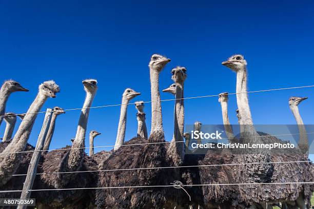 Ostriches Fence Blue Sky Stock Photo - Download Image Now - Animal, Animal Body Part, Animal Egg