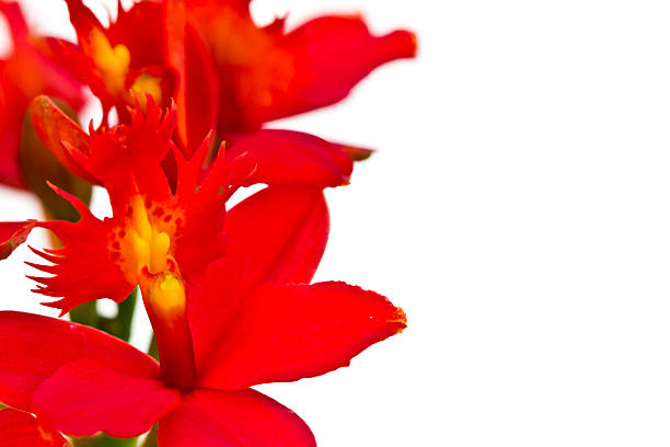 istock Beautiful red flower (Orchid) isolated on white background 480750597