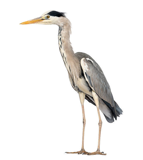 istock Side view of an Grey Heron standing, Ardea Cinerea 480750931