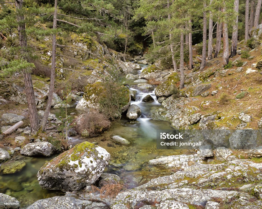 The Tartagine river near Mausoleo in northern Corsica The clear mountain waters of the Tartegine river in the Tartagine forest near Mausoleo in the Balagne region of Corsica Balagne Stock Photo