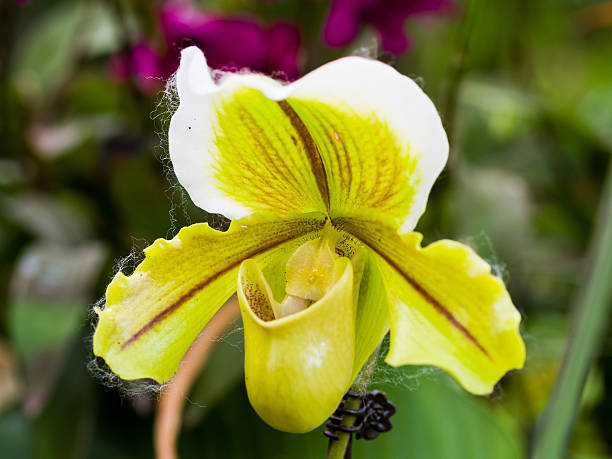 istock Lady Slipper Orchid Paphiopedilum 480752229